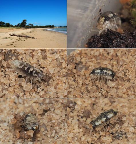 Tylos europaeus
